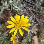 Osteospermum incanum ᱵᱟᱦᱟ