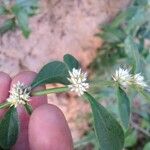 Alternanthera sessilis Blüte