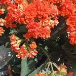 Kalanchoe blossfeldiana Blomma