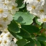 Spiraea chamaedryfolia Blad