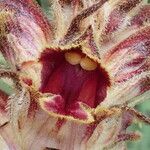 Orobanche gracilis Blomst