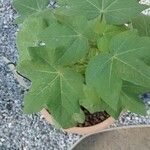 Gossypium herbaceum Likasa