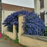 Ceanothus arboreus Pokrój