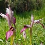 Serapias lingua Flor