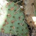 Opuntia phaeacantha Liść