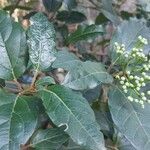 Viburnum rugosumLeaf