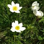 Anemone alpinaFleur