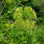 Smilax herbacea Blodyn