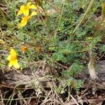 Bidens andicola Habit