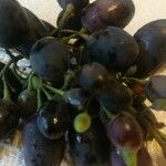 Vitis vinifera Frugt