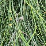 Ephedra foeminea Leaf