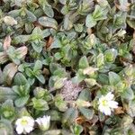 Cerastium pumilum Frunză
