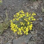 Senecio inaequidensFlor