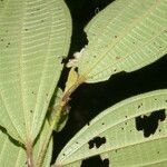 Conostegia bracteata Blatt