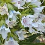 Echium decaisnei Flower