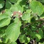 Cornus rugosa Blatt