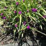 Tradescantia virginiana Hábito