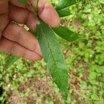 Prunus persica Lehti