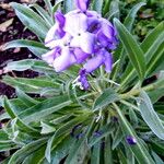 Matthiola maderensis Flower