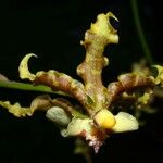 Oncidium lineoligerum Voninkazo