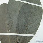 Cremastosperma brevipes Otro