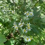 Doellingeria umbellata Flor