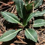 Goodyera oblongifolia عادت