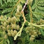 Thuja occidentalis Froito