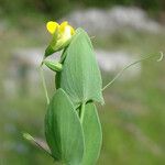 Lathyrus aphaca Fuelha