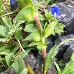 Commelina tuberosa পাতা