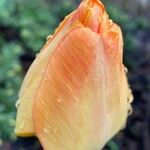 Tulipa grengiolensis Flower