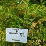 Selaginella lyallii