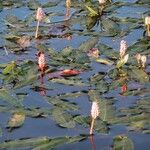 Persicaria amphibia 葉