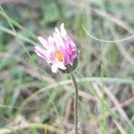 Bellis sylvestrisFlor