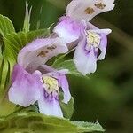 Galeopsis tetrahitКвітка