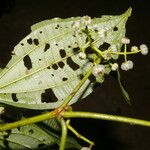 Miconia rubescens 葉