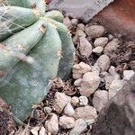 Echinocereus coccineusLeaf