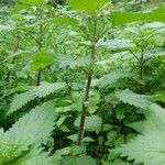 Urtica pilulifera Hábito