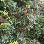 Zanthoxylum rhoifolium Fruit