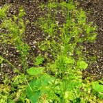 Pimpinella affinis