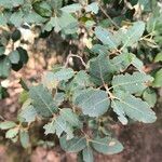 Quercus rotundifolia Leaf