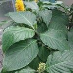Justicia aurea Hoja