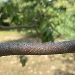 Cornus capitata Bark