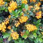 Berberis darwinii Агульны выгляд