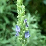 Lavandula spp. Hábito