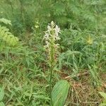 Platanthera bifoliaBlüte