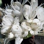 Rhododendron columbianum Flor