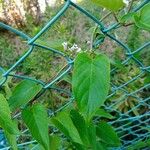 Paederia foetida Blatt