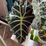 Alocasia sanderiana Φύλλο