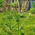 Eryngium planum Feuille